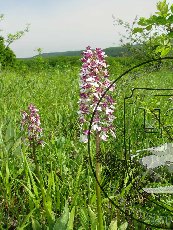 Ятрышник пурпурный 002